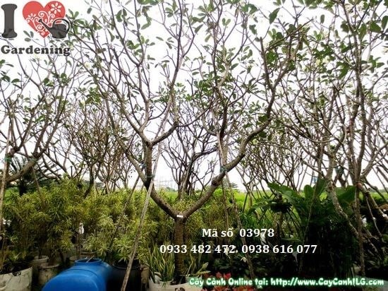 Cây sứ cùi 4m trồng cảnh quan công trình sân vườn