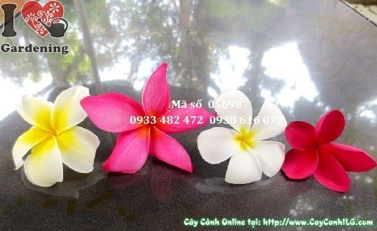 Cây sứ đại ngoại thất công trình cảnh quan cao 3m