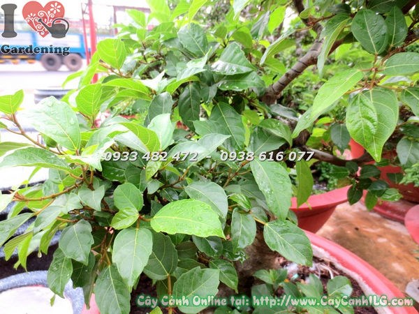 Cây Sung bonsai cao 80cm dáng cổ thụ đẹp