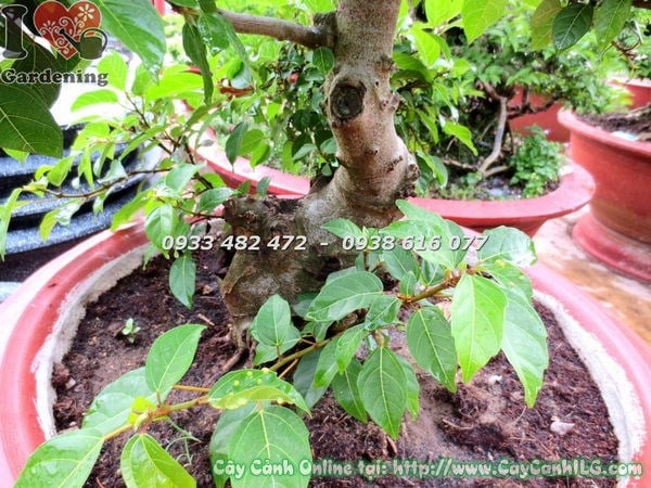 Cây Sung bonsai với rễ nổi nghệ thuật