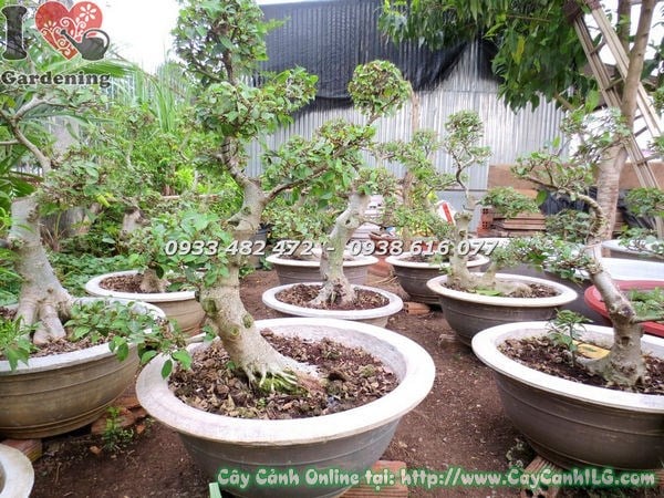 Cây Sung bonsai dáng đẹp tại vườn ILG