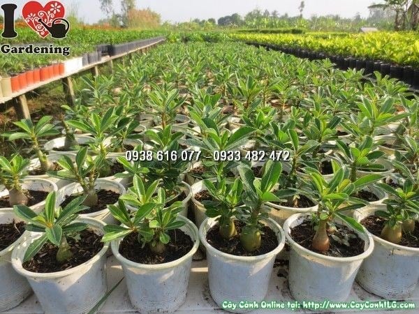 Hoa sứ thái nhiều cánh xếp tầng, màu sắc rực rỡ