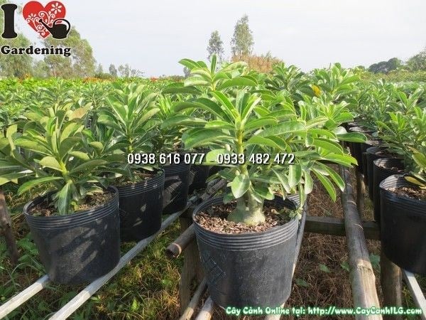 Cây sứ thái trồng sân vườn mang ý nghĩa phong thủy tốt lành
