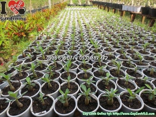 Cây sứ thái ứng dụng trong cảnh quan sân vườn, resort, quán cà phê