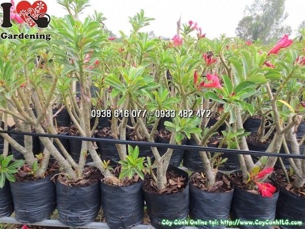 Hoa sứ thái hồng đậm xòe rộng 5 cánh nổi bật giữa lá xanh bóng