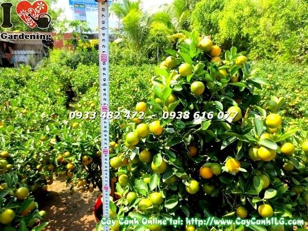 Cây tắc quất cao 108cm tán đẹp sai trái chụp thực tế tại vườn ILG