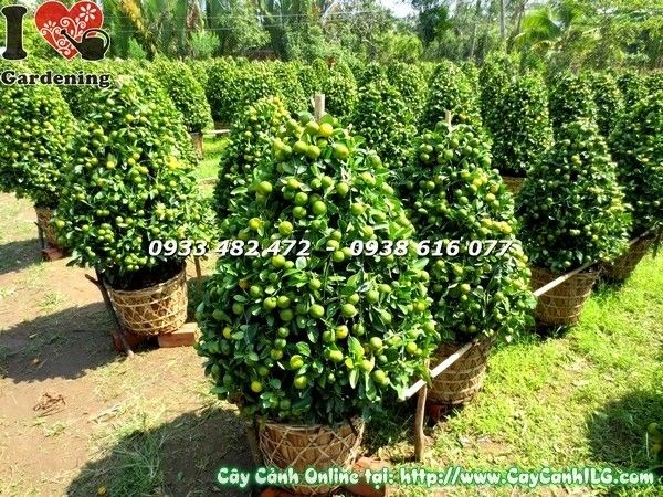 Cây tắc cao 115cm tán đẹp cân đối trái vàng sai trĩu