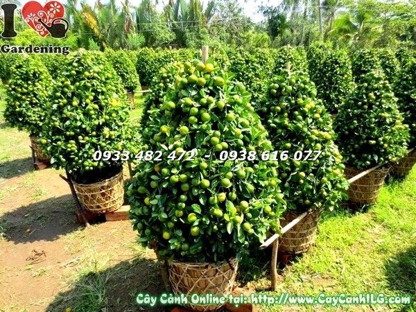 Chi tiết trái tắc vàng tươi cây cao 115cm Ms 19603