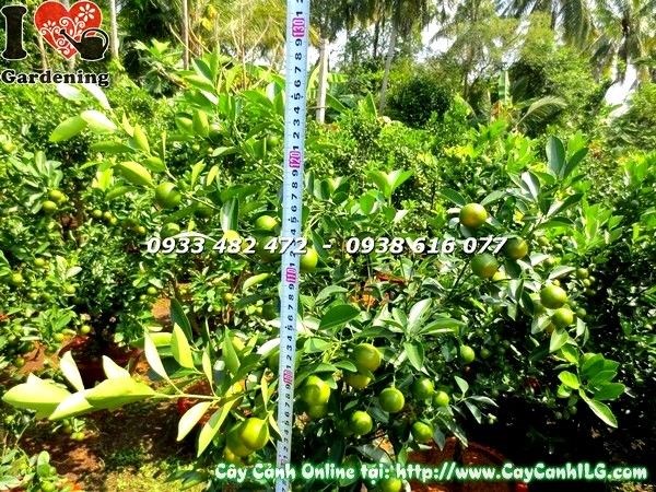 Cây tắc 130cm Ms 19581 trái vàng phong thủy