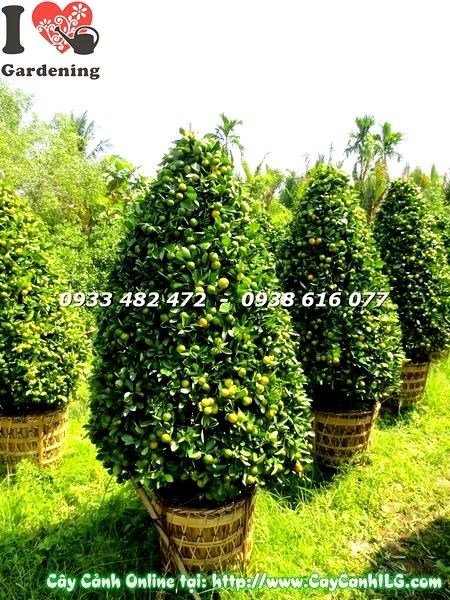 Cây tắc quất cao 170cm Ms 19622 - cây cảnh phong thủy sai quả - ILG