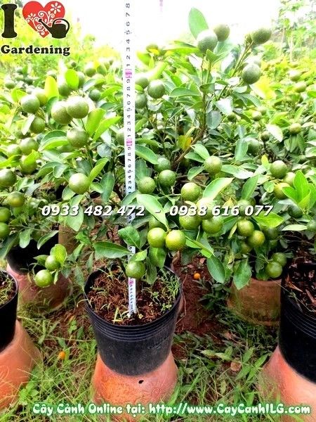 Cây tắc cao 55cm dáng đẹp trĩu quả - Ms 19587