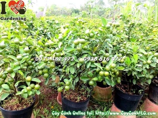 Hình ảnh cây tắc Ms 19587 cao 55cm đầy đủ