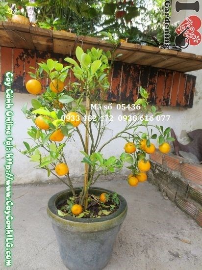 Cây Tắc Hà Nội dáng thấp quả vàng rực đẹp