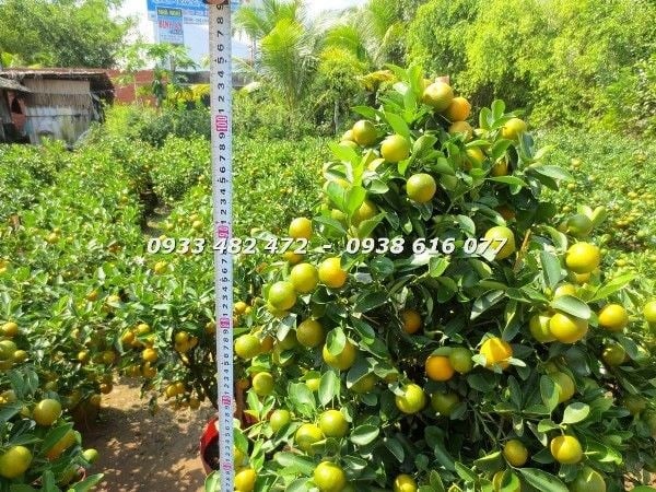 Cây tắc tết cao 90cm tươi tốt được chăm sóc đúng cách