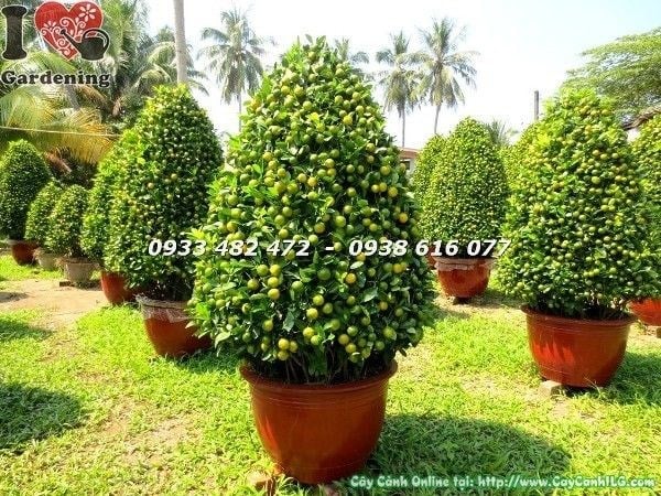 Cây tắc tết với quả chín vàng đẹp chuẩn bị trưng Tết