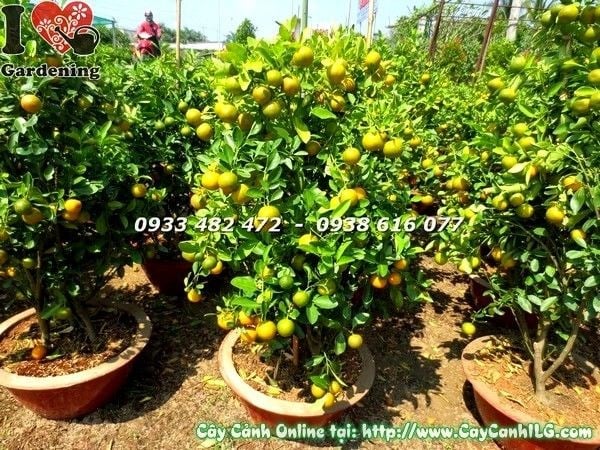 Cây tắc trồng chậu quất cảnh trái vàng sai trĩu