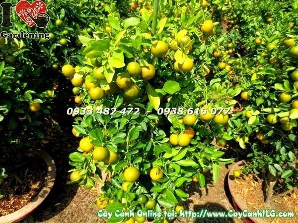 Hình ảnh chi tiết cây tắc quất cảnh trồng chậu ILG