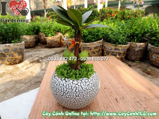Cây tài lộc 10cm – lá bóng xanh tươi, dáng đẹp trang nhã