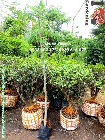 Thân cây tầm vông xanh bóng, thẳng đứng, đặc điểm sinh học nổi bật