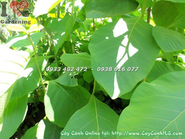 Đặc điểm cây tếch – lá to, thân gỗ thẳng, tán rộng