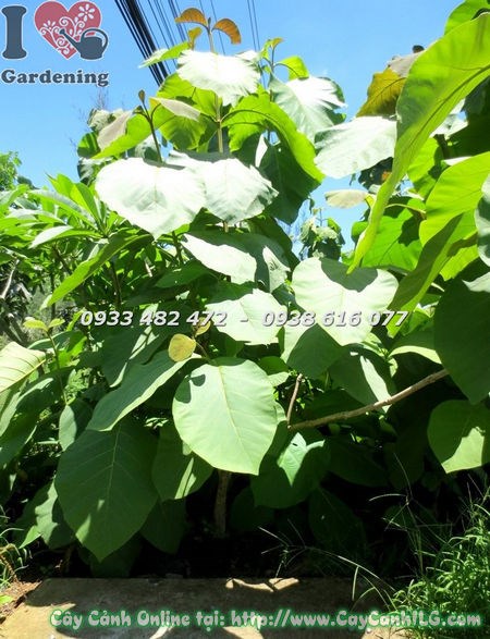 Cây tếch cao 1,4m – cây bóng mát công trình đẹp tại ILG