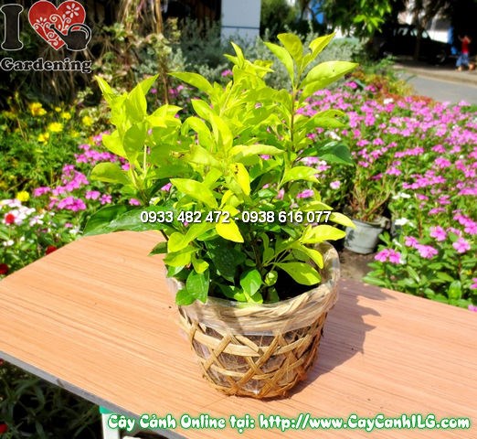 Nhân giống cây Thanh Quan – giâm cành tạo cây bonsai mới
