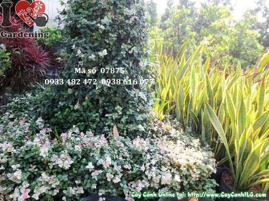 Cây thằn lằn cẩm thạch lớn – lá cẩm thạch trắng xanh đặc trưng