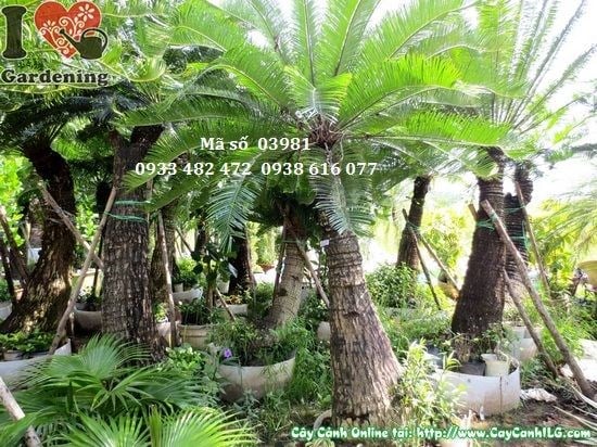 Cây thiên tuế cao 2,5m làm cảnh quan sân vườn