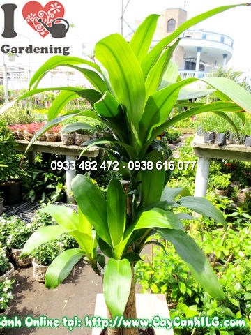 Cây thiết mộc lan cao 110cm - Ms 12029 tại vườn ILG