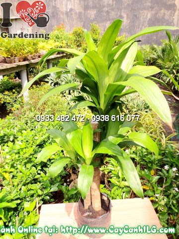 Cây thiết mộc lan 110cm lá xanh đẹp chăm sóc tại công trình