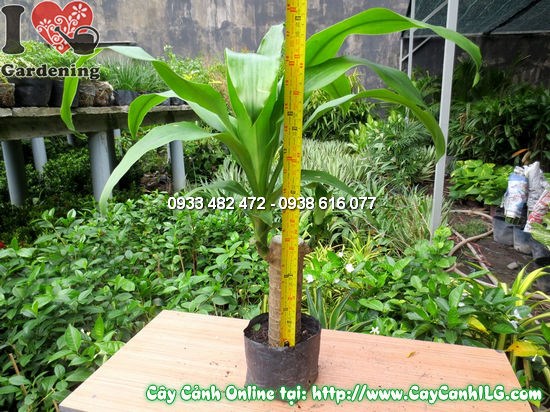 Cây thiết mộc lan 35cm – lá xanh mướt, thân khỏe, thích hợp đặt trong nhà