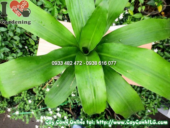 Cây thiết mộc lan 35cm – lộ trình phát triển và cách chăm sóc đúng cách