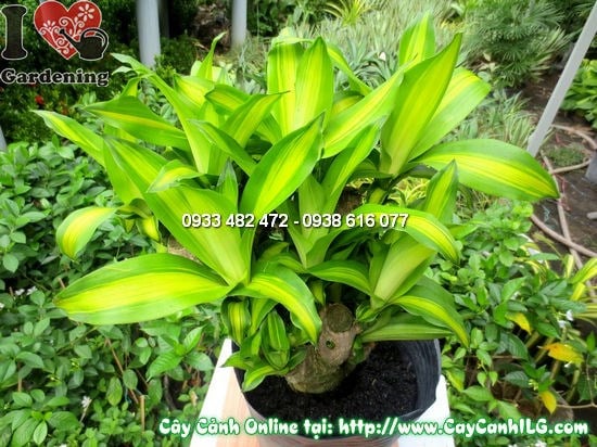 Cây thiết mộc lan gốc cao 45cm – tán lá sum xuê, sọc vàng tinh tế