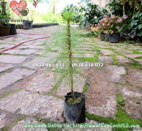 Cây thông ba lá cao 30cm Ms 14837 tại vườn ILG