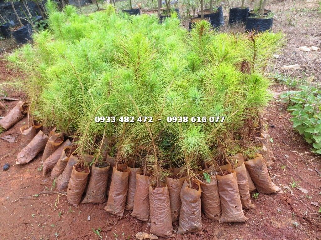 Cây thông ba lá trồng cảnh quan sân vườn – hàng rào xanh đẹp