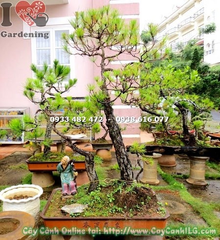 Cây thông bonsai cao 1.2m Ms 13493 - dáng trực mạnh mẽ tại vườn ILG