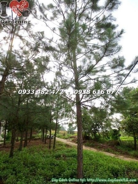 Cây thông cao 4m đường kính 15cm - cây cảnh cảnh quan lớn ILG