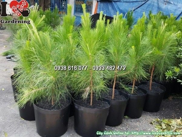 Cây Thông Caribe giống cao 50cm tại vườn ILG