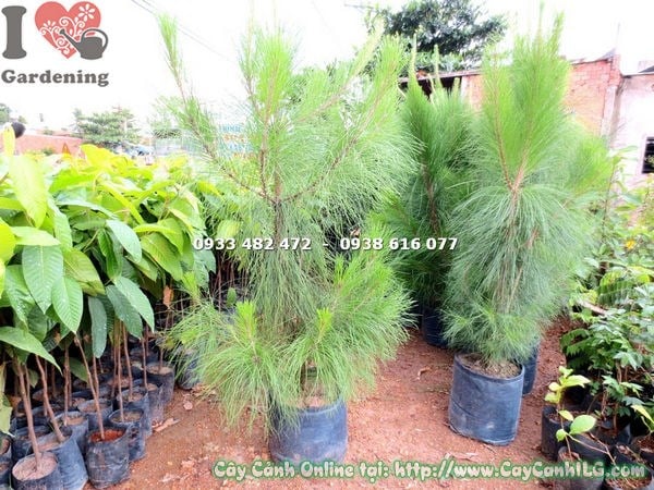 Cây Thông Caribe dáng thẳng đẹp tại vườn ILG