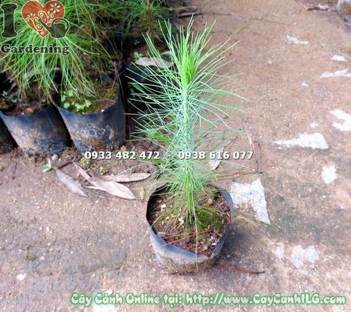 Chăm sóc cây thông caribe mới cho vùng nhiệt đới cao 30cm