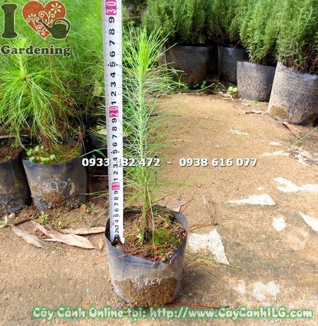 Cây thông caribe nhiệt đới – cây cảnh sân vườn đẹp, ý nghĩa phong thủy tốt