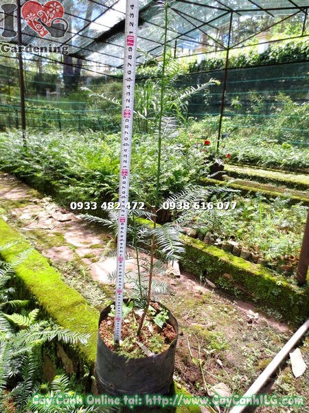 Đặc điểm lá và thân cây thông đỏ giống