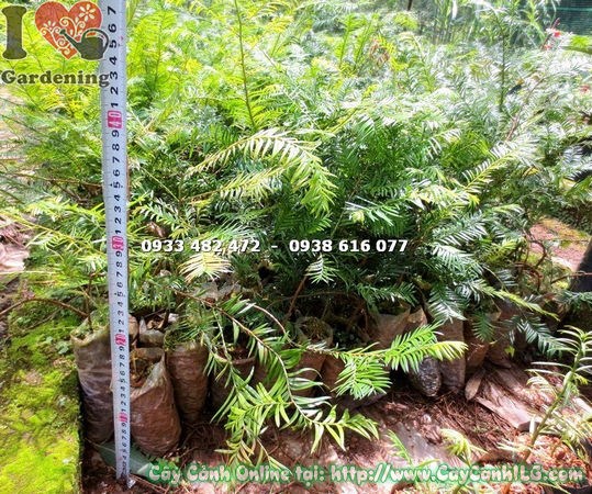 Cây thông đỏ bụi giống cao 30cm - nhân giống và phát triển