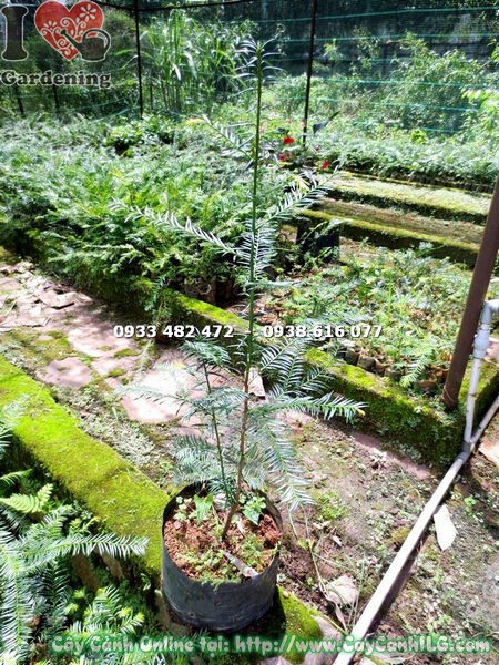 Cây thông đỏ phát triển đẹp theo thời gian