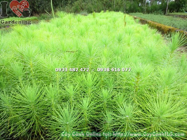Cây thông giống nhỏ cao 20cm phù hợp trồng số lượng lớn