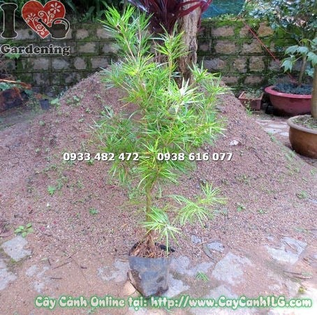 Cây thông lá dẹp giống cao 80cm Ms 16506 - loài thông quý hiếm lá dẹt của Việt Nam