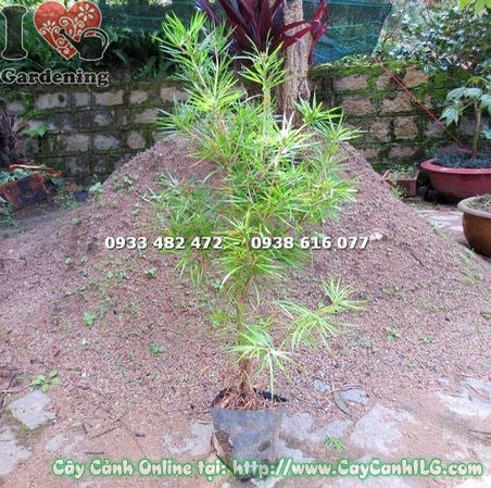Lá dẹt đặc trưng của cây thông lá dẹp Pinus krempfii giống cao 80cm
