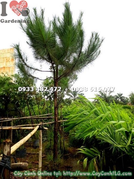 Thông nhiệt đới cao 3m tán rộng lá kim rủ đẹp - cây cảnh sân vườn ILG