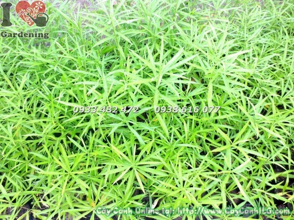 Cây thông thiên – đặc điểm lá hoa đẹp trồng công trình