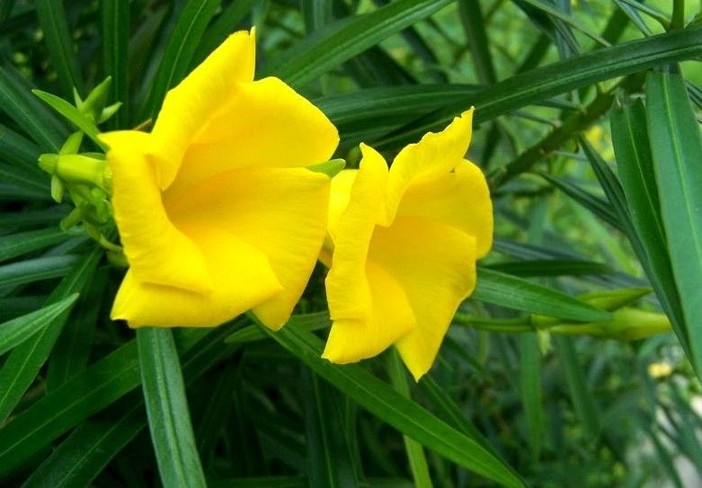 Chăm sóc cây thông thiên giống cao 30cm trồng công trình